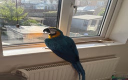 Macaws birds for sale: Harvey our beautiful boy - Image 1