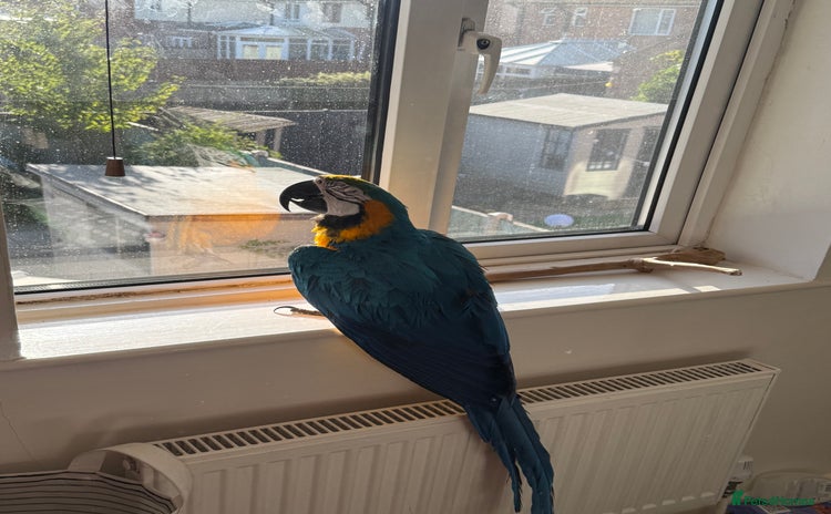 Macaws birds - Advert 1