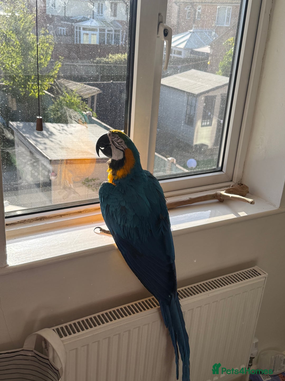 Macaws birds for sale: Harvey our beautiful boy - Image 1