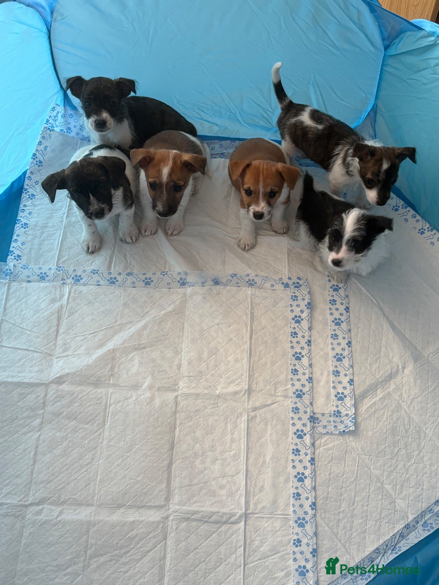 Jack Russell dogs Beautiful bob tail jack Russle puppies - Advert 3