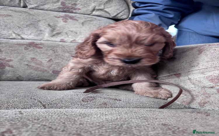 Cockapoo dogs F1 Cockapoo puppies - Advert 5