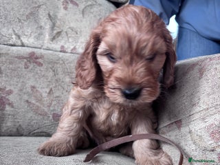 Cockapoo dogs F1 Cockapoo puppies - Advert 4