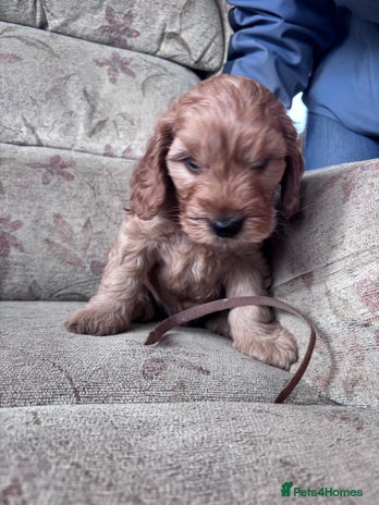 Cockapoo dogs F1 Cockapoo puppies - Advert 5