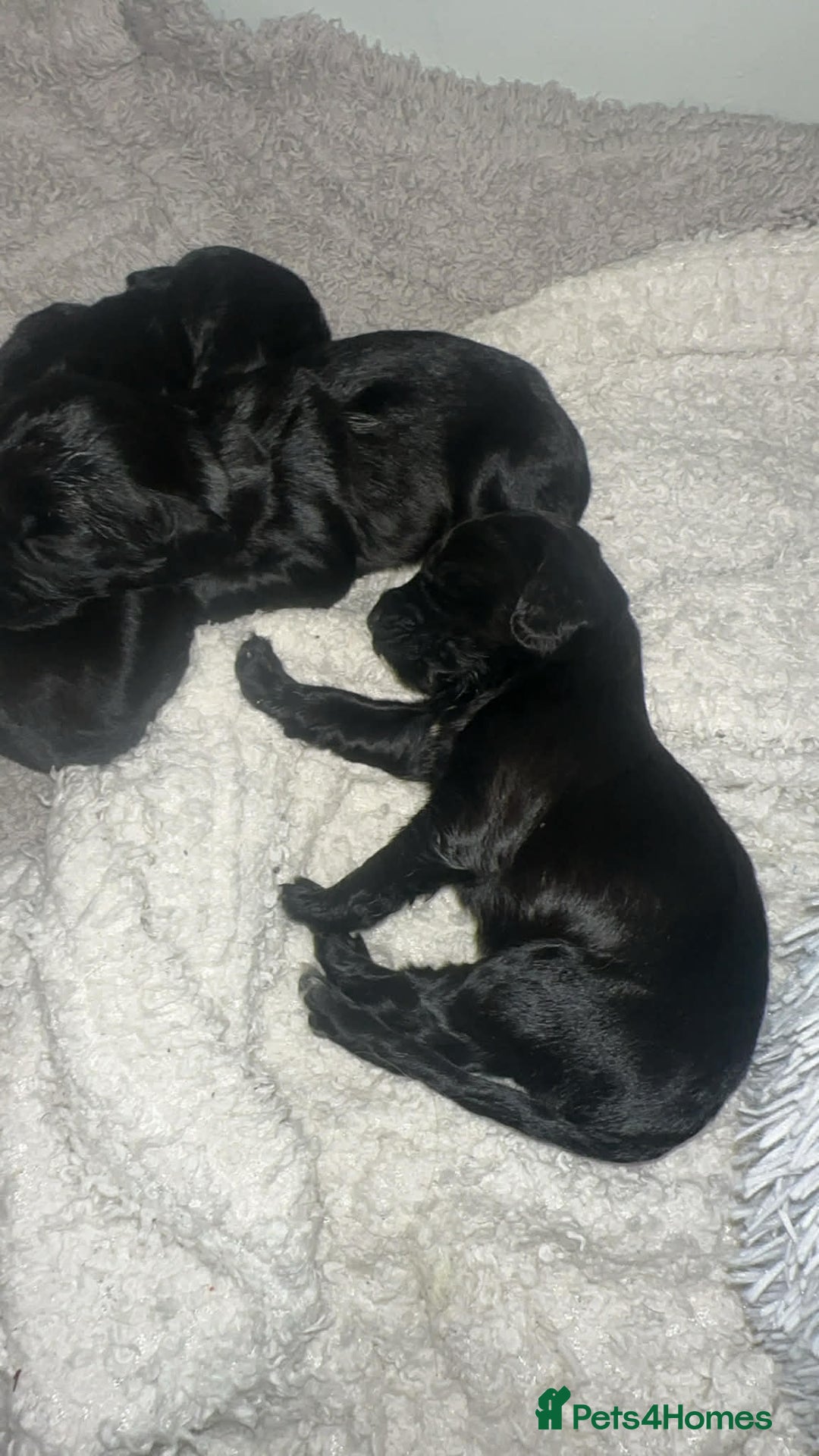Sprocker dogs for sale: F2 sprockers puppies  - Advert 5