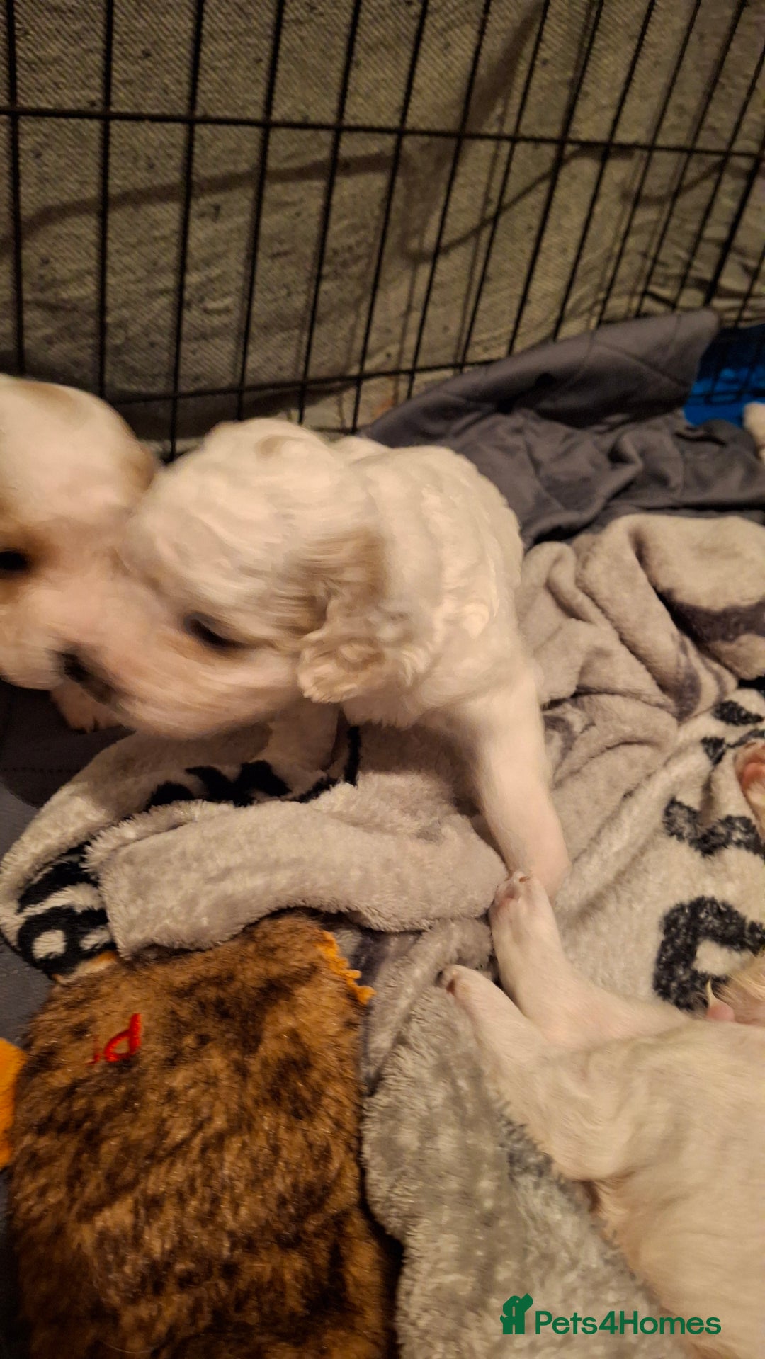 Cockapoo dogs for sale: Mr cassidy - Image 23