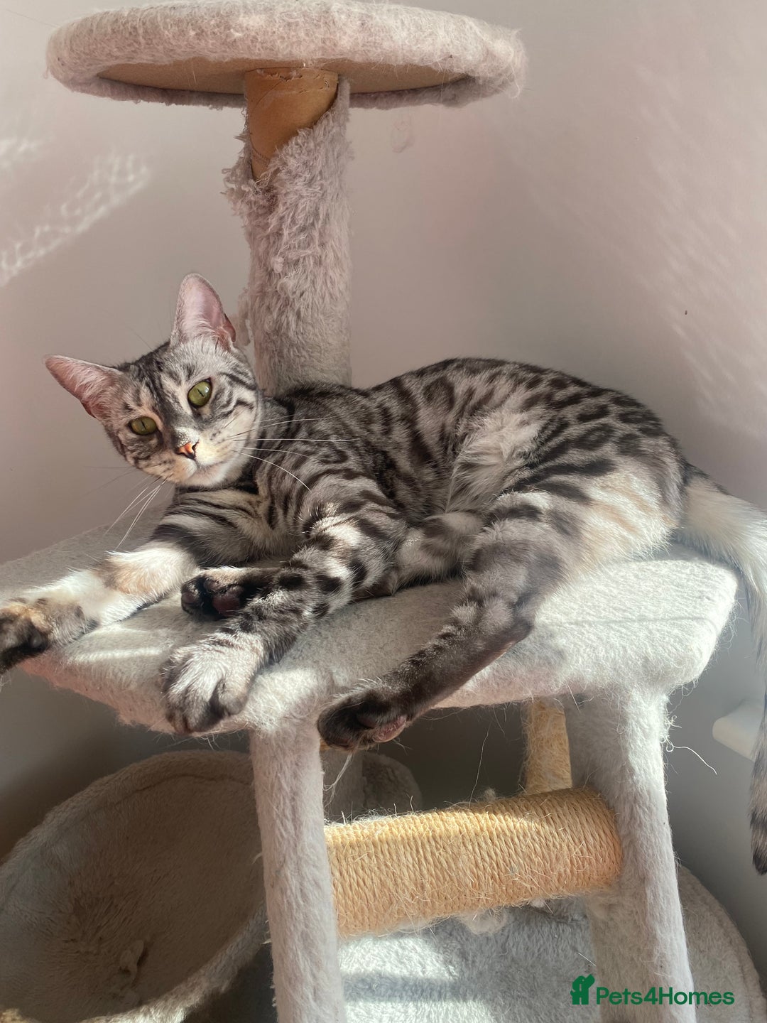 Bengal cats for sale: Beautiful Bengal kittens  in Cambridge - Image 22