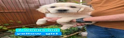 Golden Retriever dogs for sale: KC Golden Retriever Puppies 1x GIRL LEFT   - Advert 11
