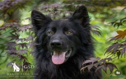German Shepherd dogs for sale: 5 Generation KC - straight backed GSD puppies  - Image 3