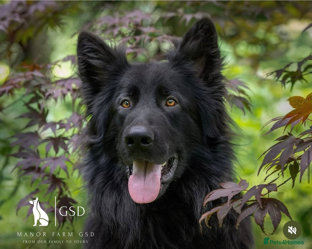 German Shepherd dogs for sale: 5 Generation KC - straight backed GSD puppies  - Image 3