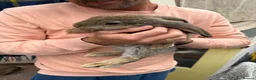 French Lop rabbits for sale: Male and female French lop babies forsale  - Advert 2