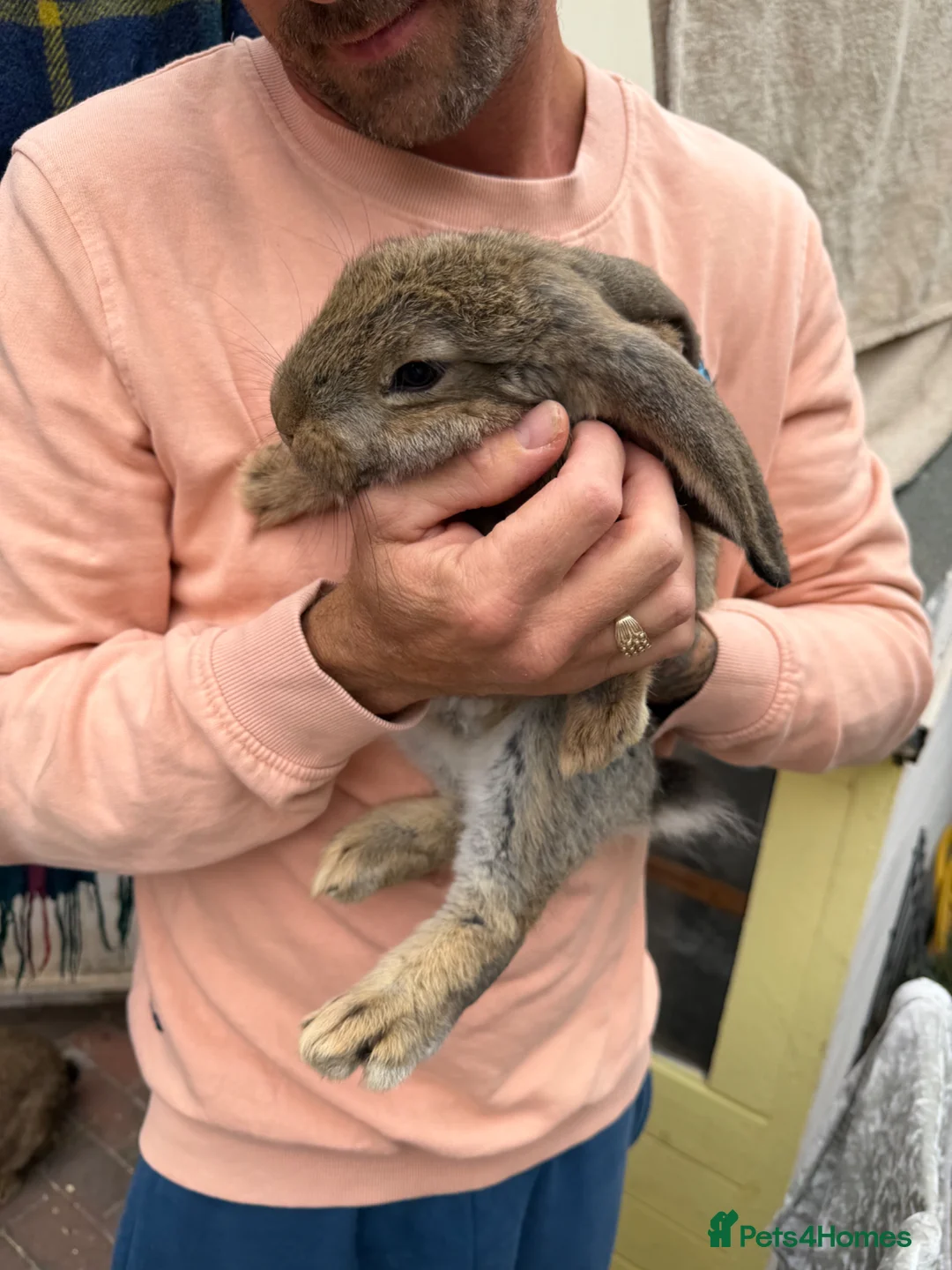 French Lop rabbits for sale: Male and female French lop babies forsale  - Advert 2