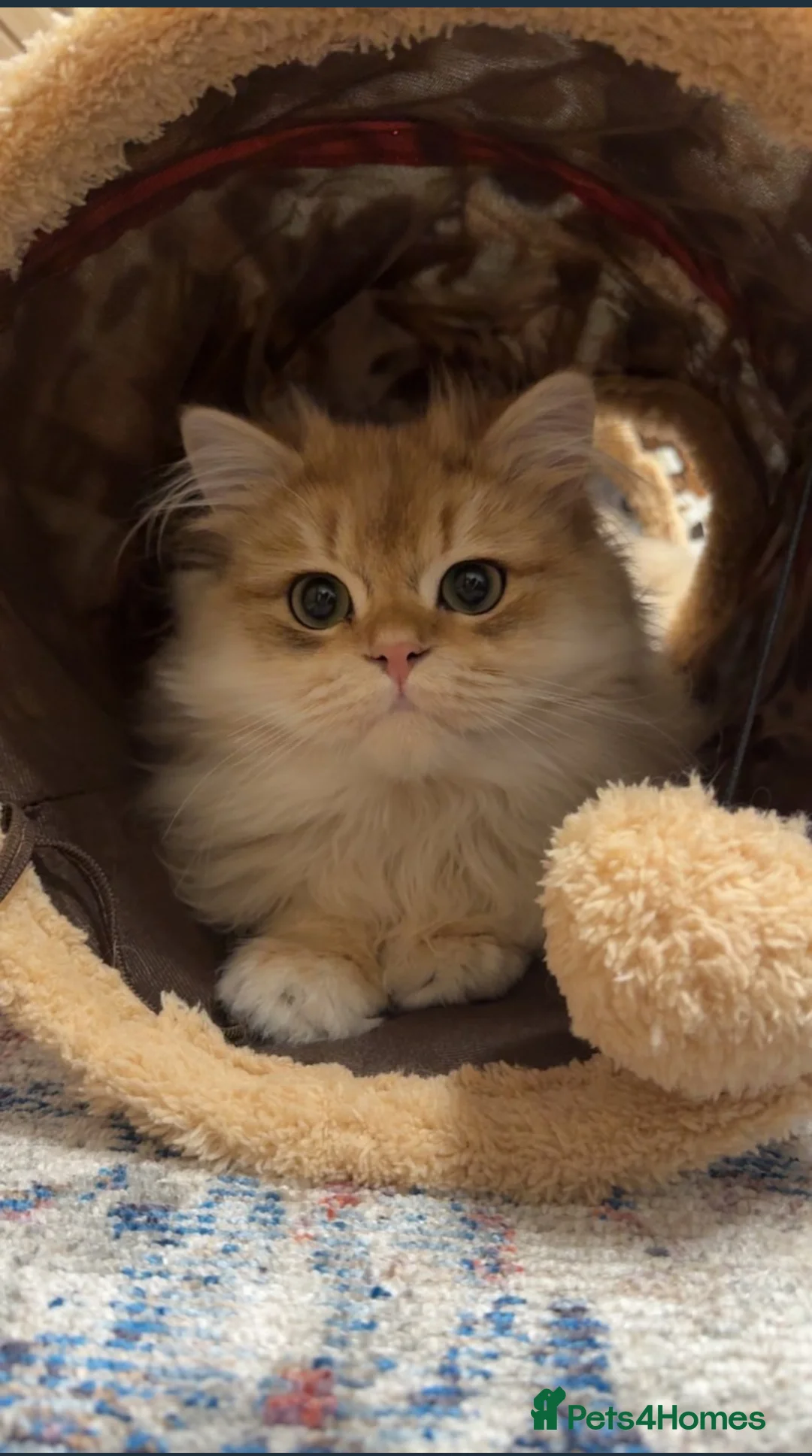 British Longhair cats for sale: British long hair golden NY11  in Manchester - Advert 5