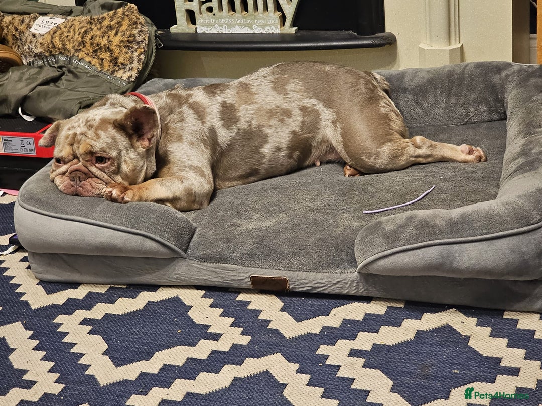 French Bulldog dogs for sale: Female French Bulldog - Advert 2