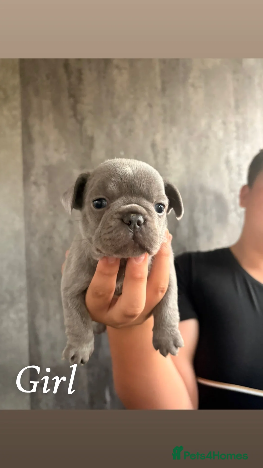 French Bulldog dogs for sale: French bulldog puppies  - Advert 2