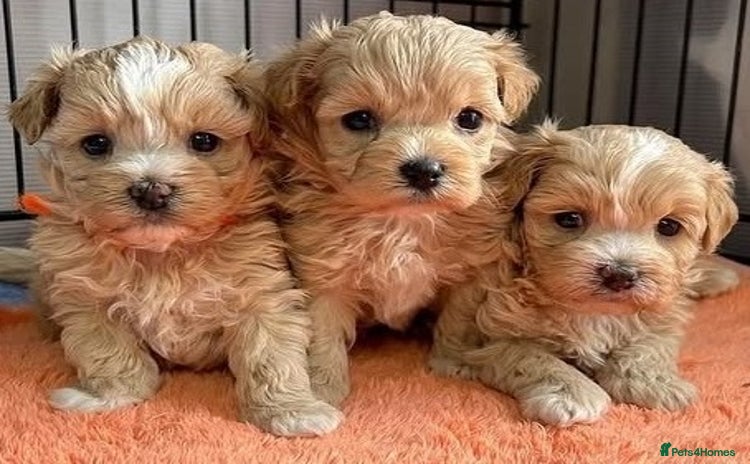 Maltipoo dogs - Advert 1