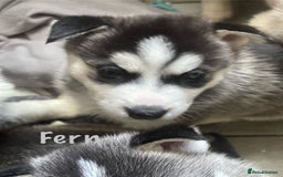 Siberian Husky dogs for sale: Beautiful Husky Puppies  - Image 15