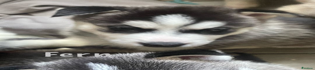 Siberian Husky Puppy 5 (Fern)