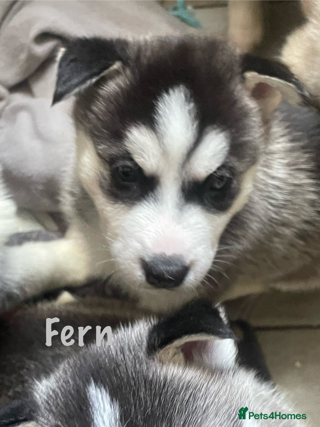 Siberian Husky dogs for sale: Beautiful Husky Puppies  - Image 15