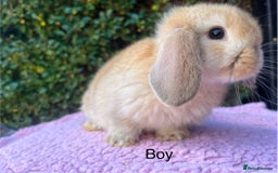 Mini Lop rabbits for sale: Mini lops available  - Image 3