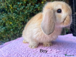 Mini Lop rabbits - Advert 1