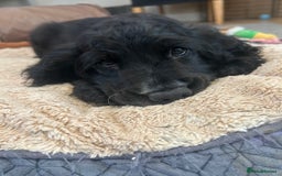 Cocker Spaniel dogs for sale: LAST TWO SHOW COCKER SPANIEL BOYS in Ely - Image 10
