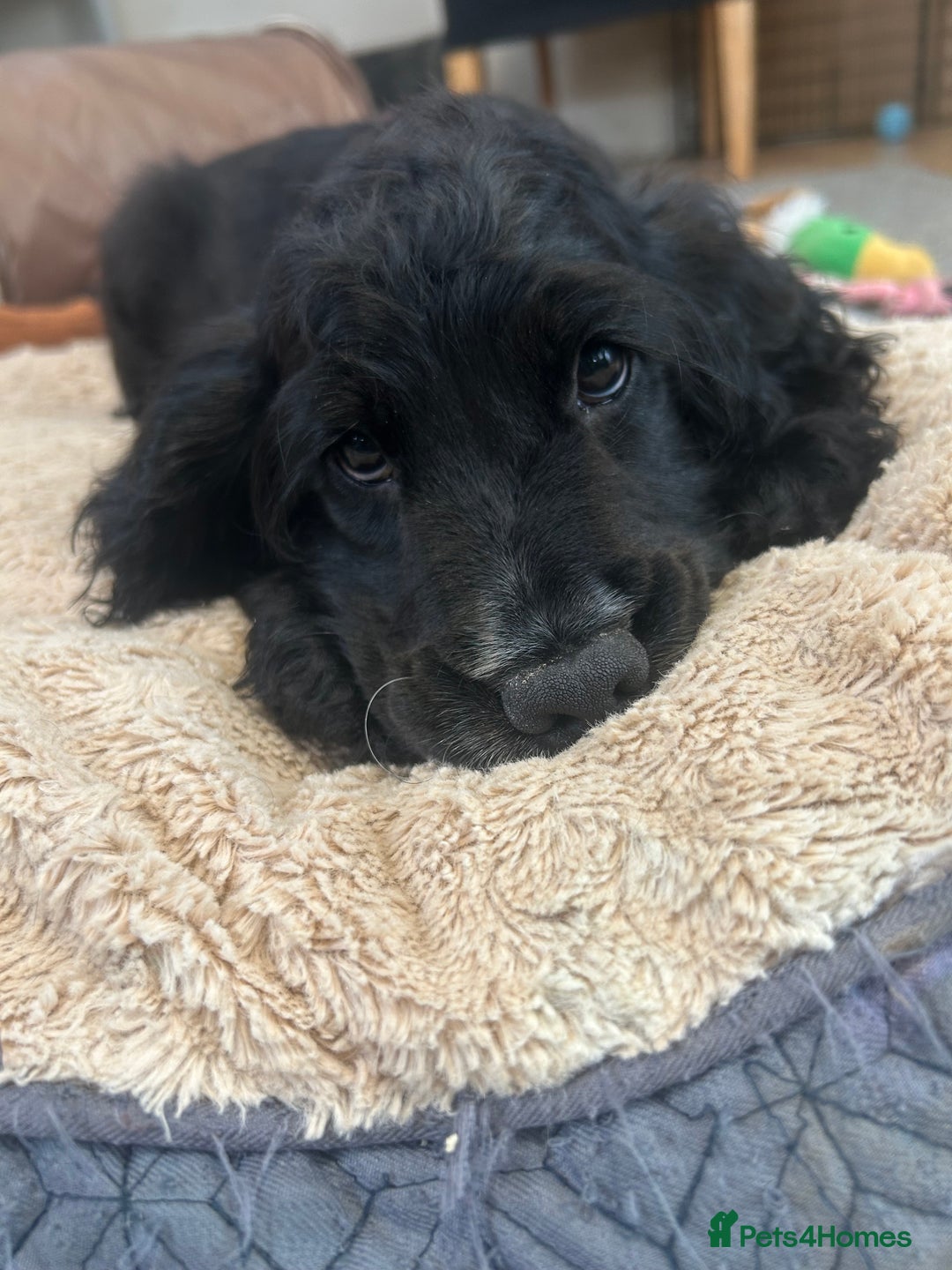 Cocker Spaniel dogs for sale: LAST TWO SHOW COCKER SPANIEL BOYS in Ely - Image 10