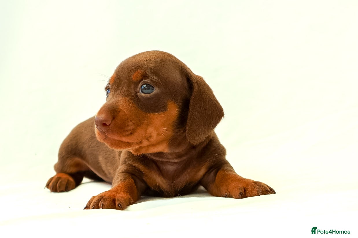 Miniature Dachshund dogs KC HEALTH TESTED MINIATURE DACHSHUNDS- LICENSED  - Advert 2