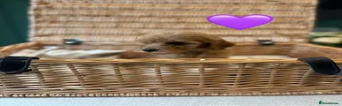 Cockapoo 2
