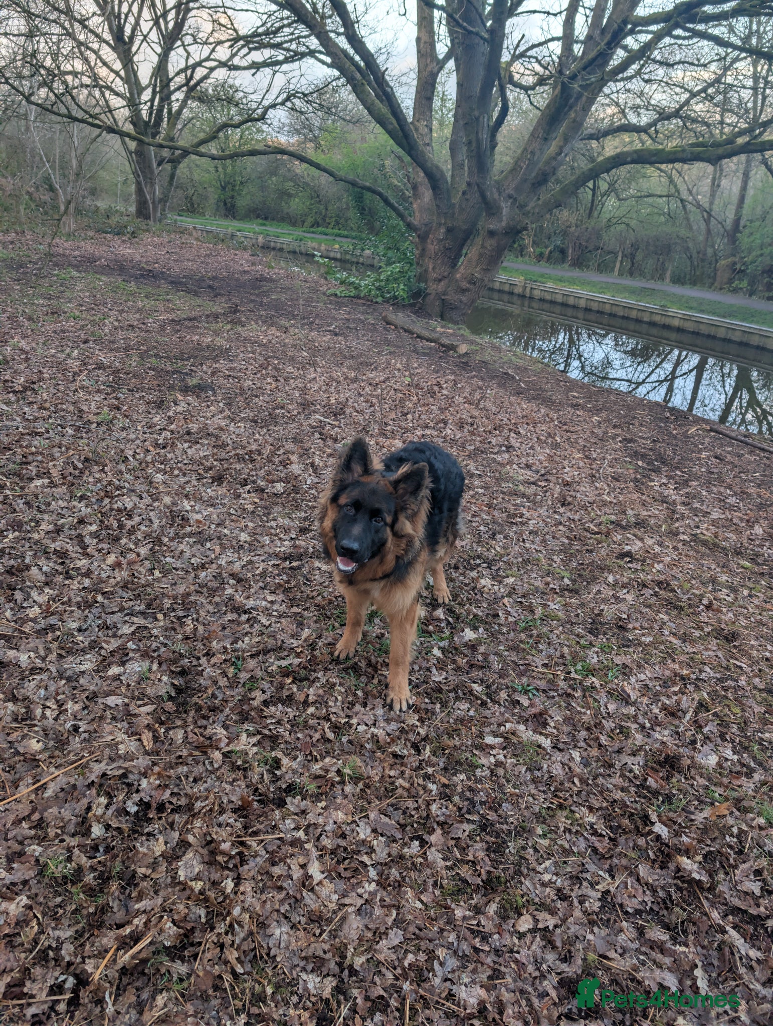 German Shepherd dogs German Shepherd, 10 Months – Loving Home Needed - Advert 3