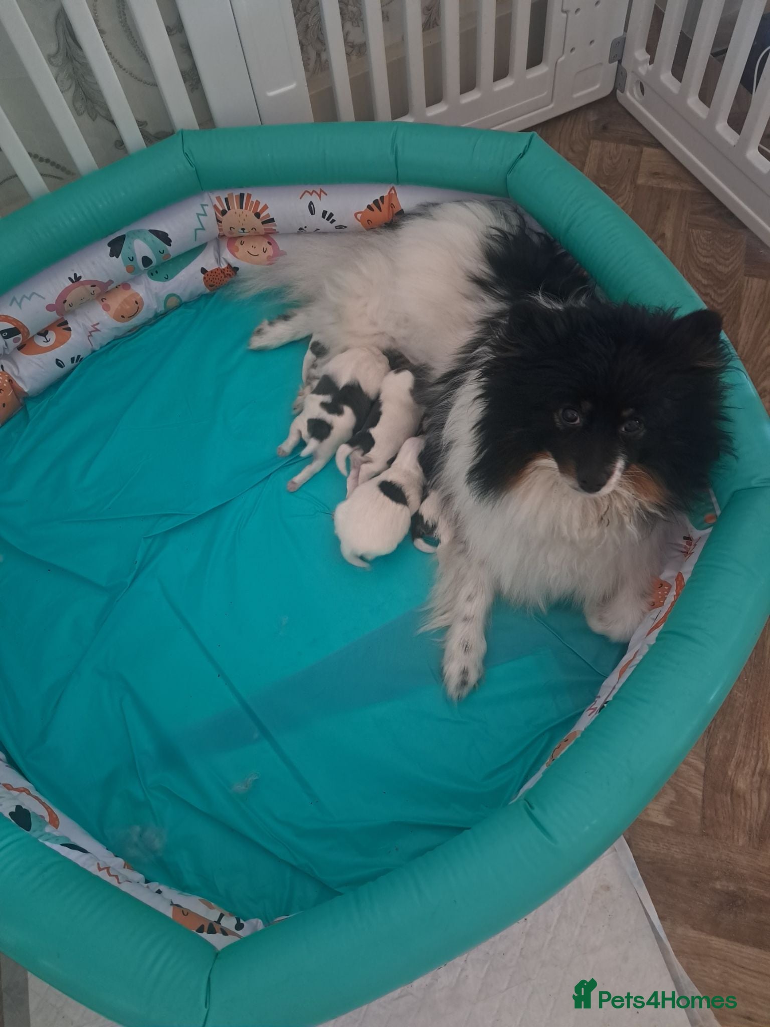 Mixed Breed dogs BEAUTIFUL POMCHON PUPS  FOR SALE - Advert 2