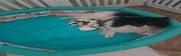 Mixed Breed dogs for sale: BEAUTIFUL POMCHON PUPS  FOR SALE - Advert 5