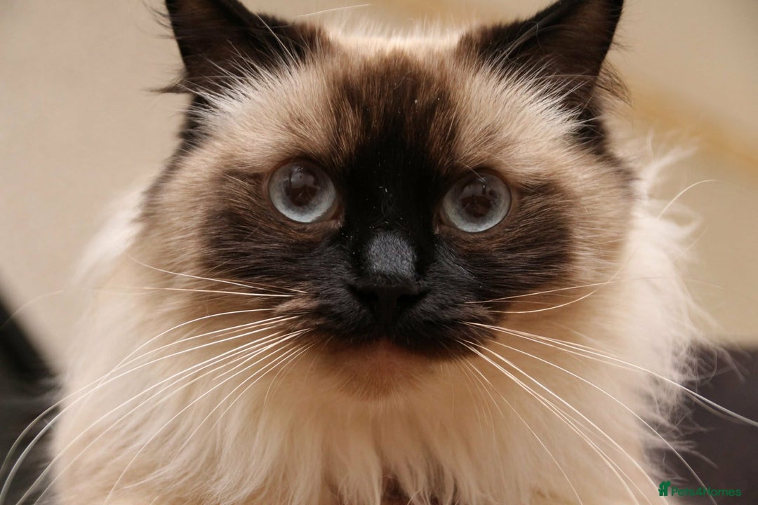 Ragdoll cats for sale: Stunning Ragdoll kitten - Advert 13