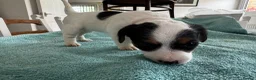 Jack Russell dogs for sale: 1 lovely little girl Jack russell  - Advert 5