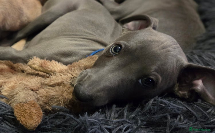 Italian Greyhound dogs - Advert 3