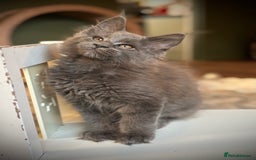 Maine Coon cats for sale: TICA registered, Blue Solid Maine Coon kittens - Image 18