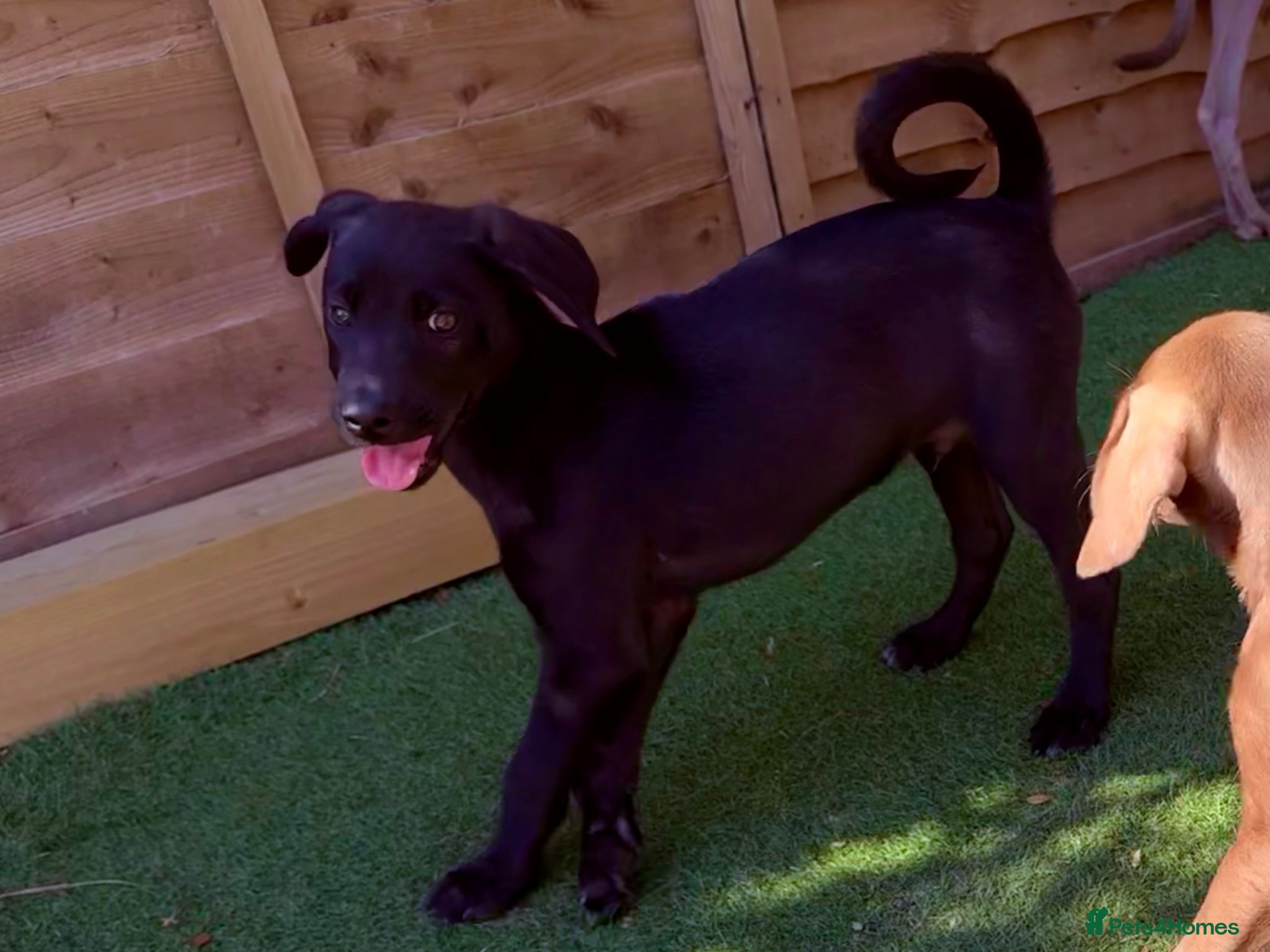 Mixed Breed dogs Husky Shepherd x Weimaraner Boys READY NOW  - Advert 2