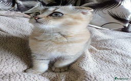 Scottish Fold cats for sale: Scottish fold kittens  - Image 37