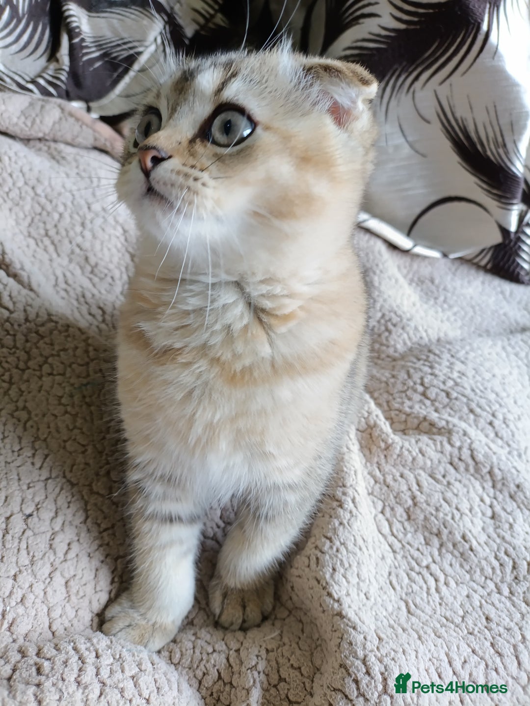 Scottish Fold cats for sale: Scottish fold kittens  - Image 37