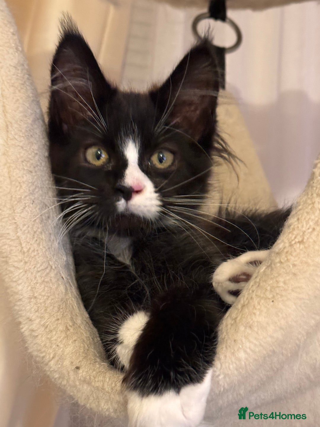 Maine Coon cats for sale: Lala Gorgeous Maine Coon kitten for sale - Advert 5