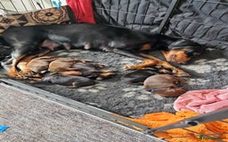 Dobermann dogs for sale: Doberman puppies - Image 4