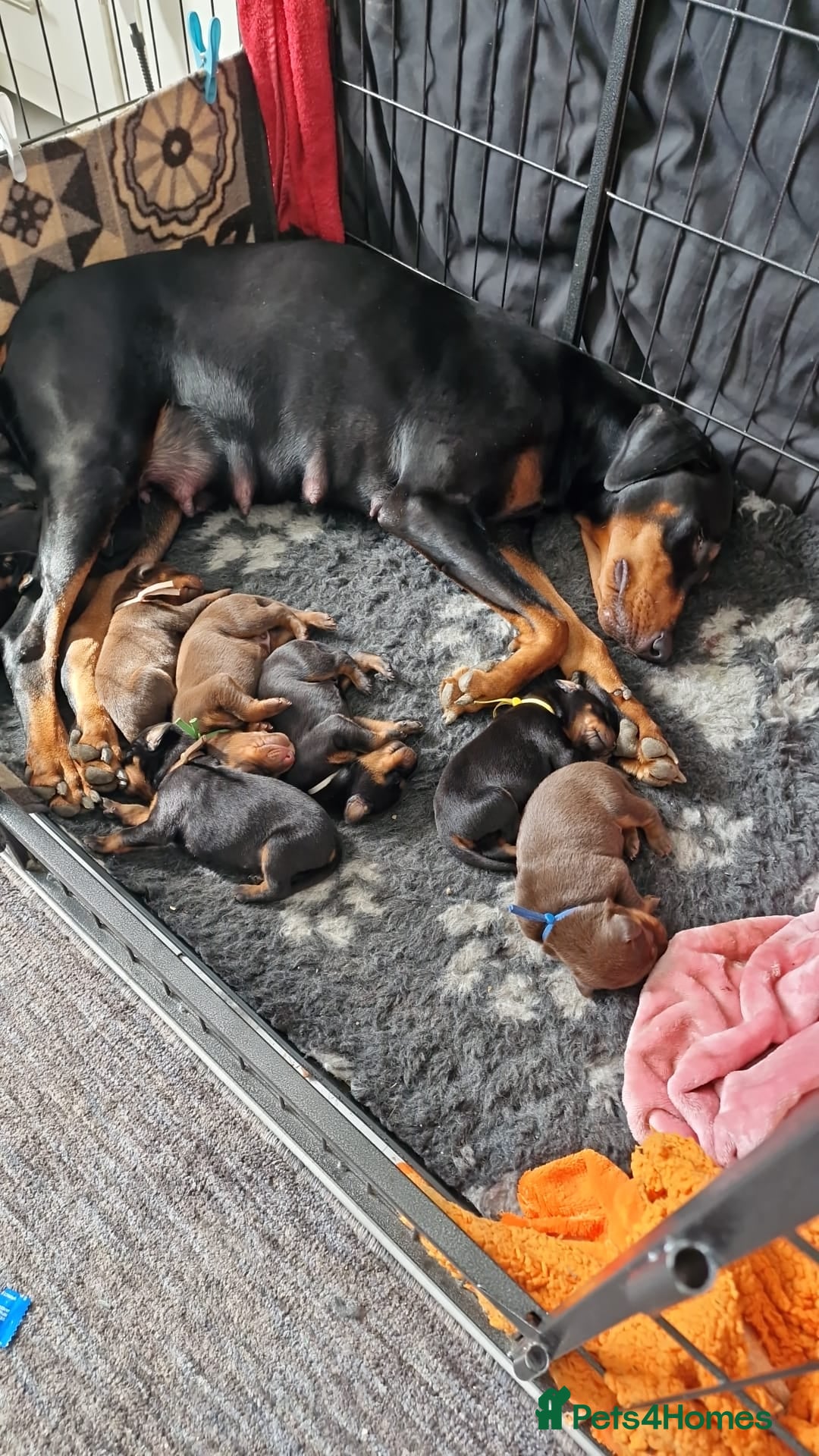 Dobermann dogs for sale: Doberman puppies - Image 4