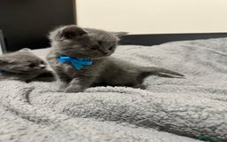 British Shorthair cats for sale: British Shorthair/Scottish Fold Kittens for sale - Image 7