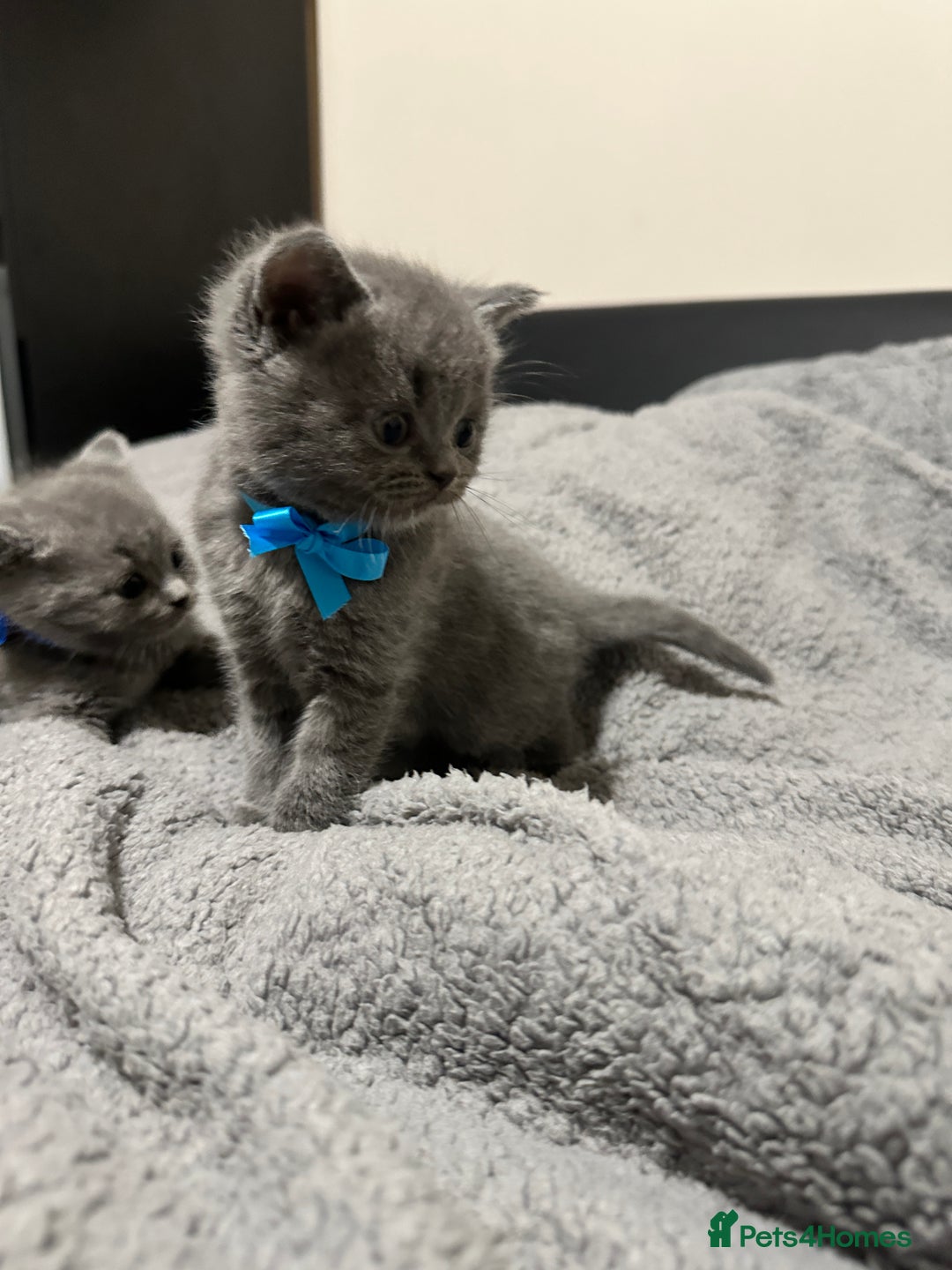 British Shorthair cats for sale: British Shorthair/Scottish Fold Kittens for sale - Image 7