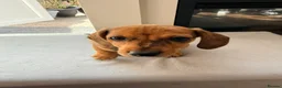 Chiweenie dogs for sale: 5 beautiful mini dachshund x chihuahua puppies - Advert 25