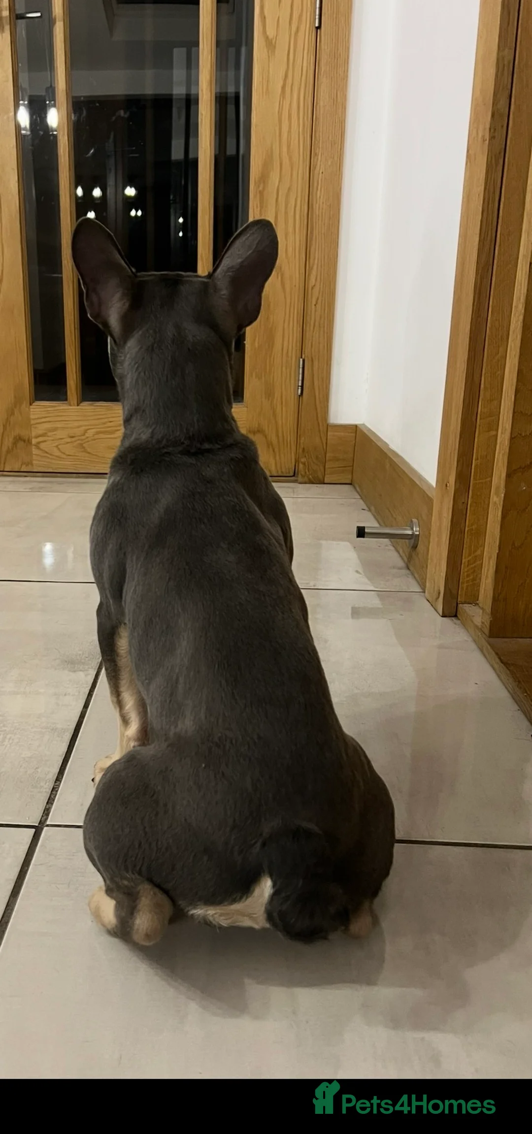 French Bulldog dogs for sale: French bulldog  - Advert 3