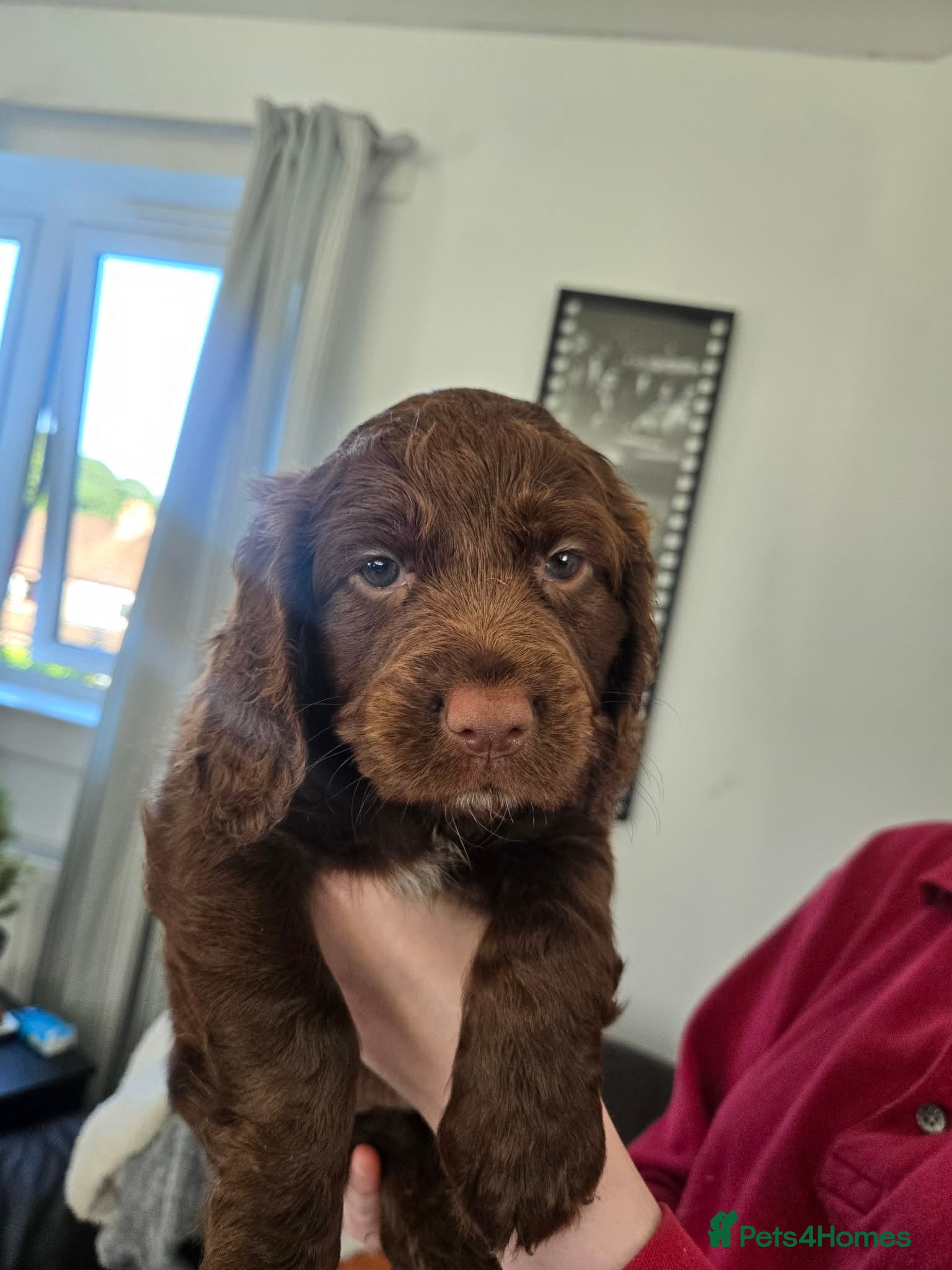 Sprocker dogs Sprocker pups for sale  - Advert 2