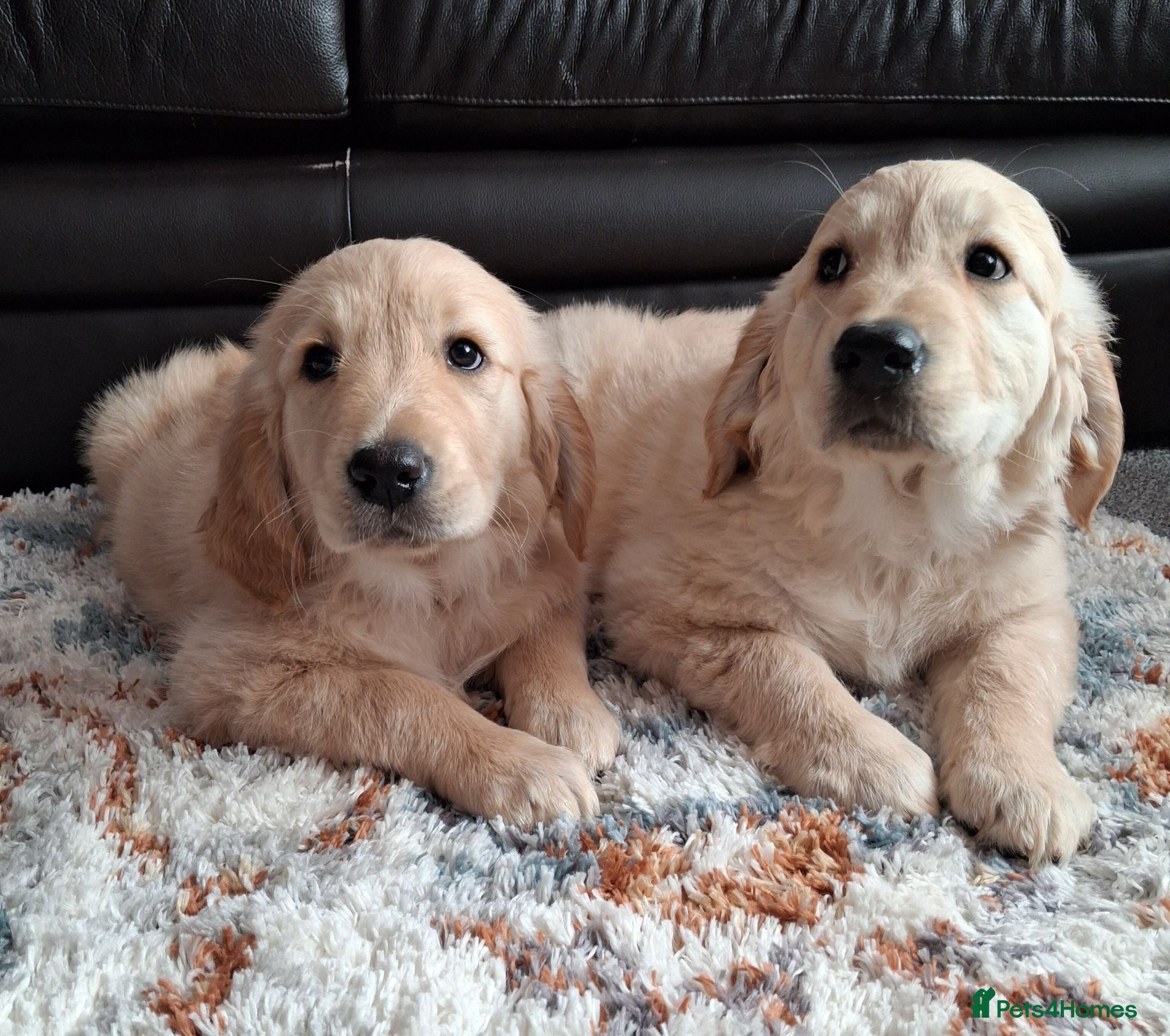 Golden Retriever dogs KC girl ready for a new home! - Advert 3