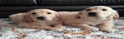 Golden Retriever dogs for sale: 1 KC girl ready for a new home! - Advert 5