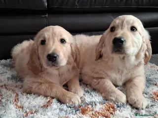 Golden Retriever dogs KC girl ready for a new home! - Advert 3