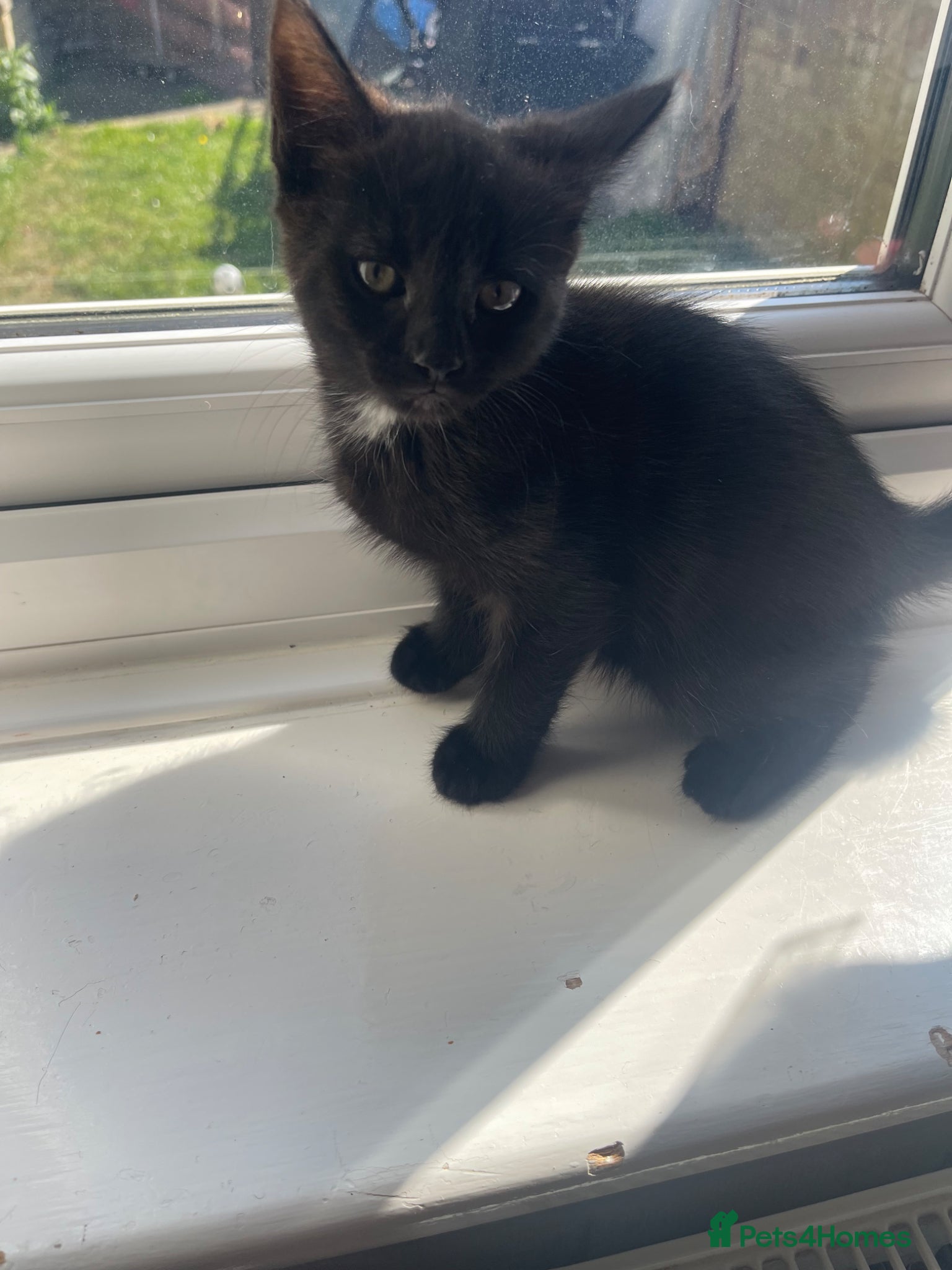 Mixed Breed cats ONE GIRL LEFT KITTENS  - Advert 3